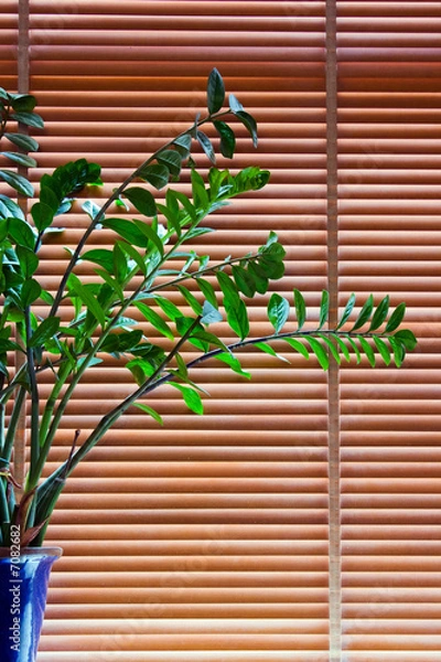 Obraz Plant in front of blinds