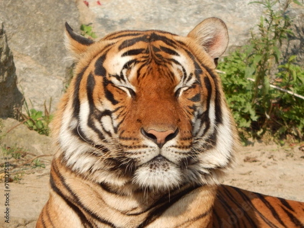 Fototapeta tiger 3