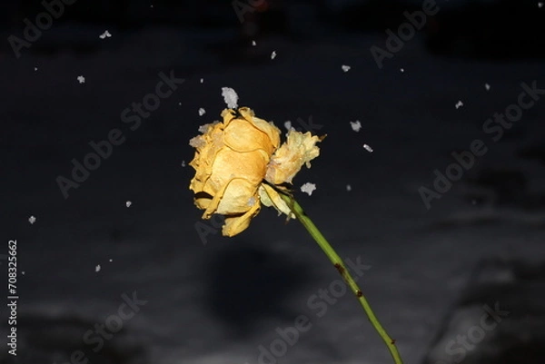 Obraz Snow falling on a yellow flower 