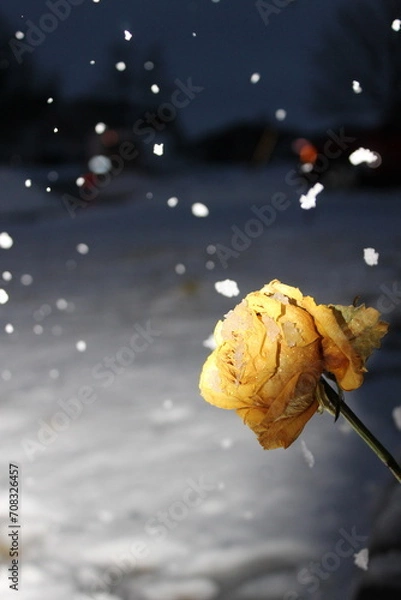 Obraz Snow falling on a yellow rose.