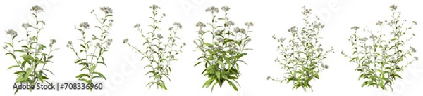 Fototapeta Set of Anaphalis sinica flowers with isolated on transparent background. PNG file, 3D rendering illustration, Clip art and cut out
