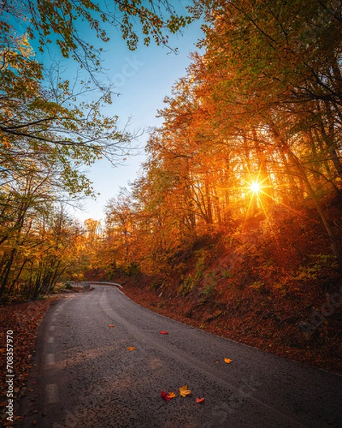 Obraz Beautiful tree scenery