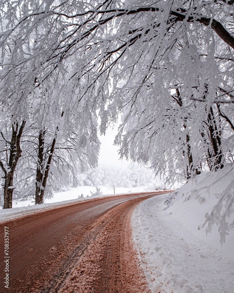 Obraz Beautiful tree scenery