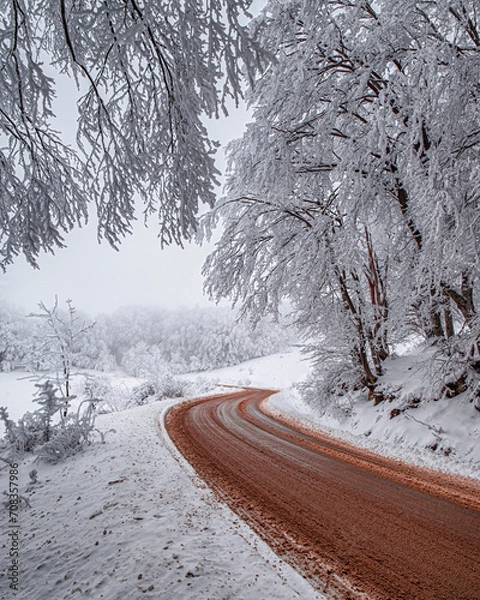 Obraz Beautiful tree scenery