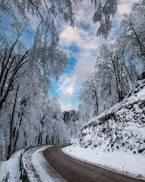 Obraz Beautiful tree scenery