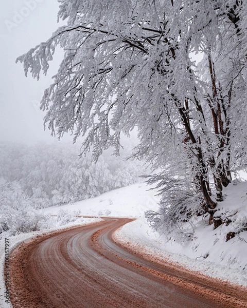 Obraz Beautiful tree scenery