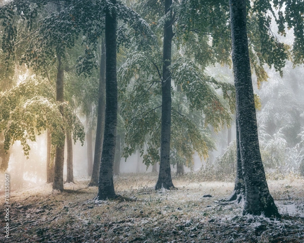 Obraz Beautiful tree scenery