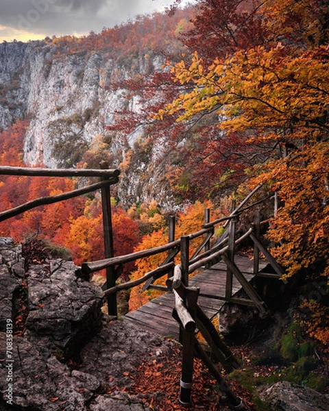 Obraz Beautiful tree scenery