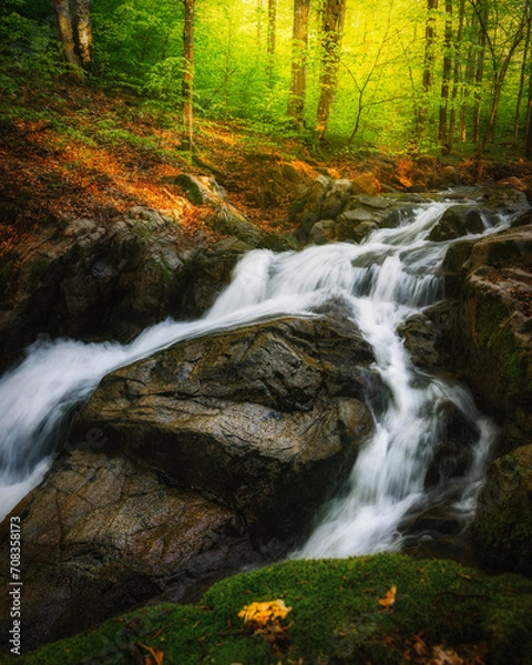 Obraz Beautiful tree scenery