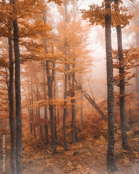 Obraz Beautiful tree scenery