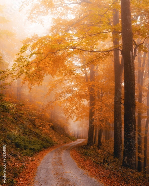 Obraz Beautiful tree scenery