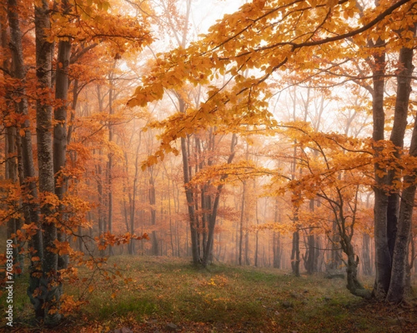 Obraz Beautiful tree scenery