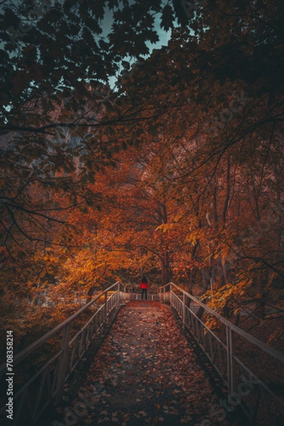 Obraz Beautiful tree scenery