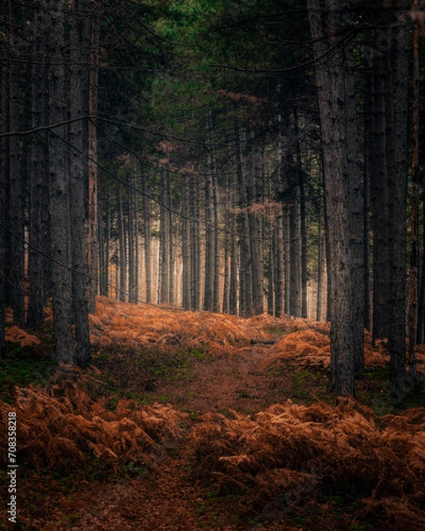 Obraz Beautiful tree scenery