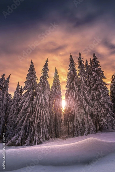 Obraz Beautiful tree scenery