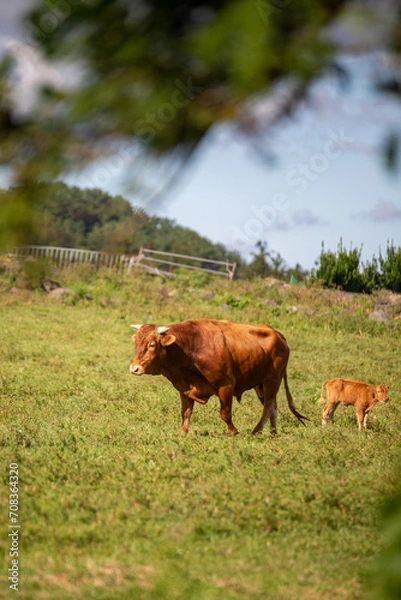 Fototapeta 한국의 소들