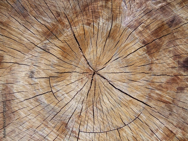 Obraz wooden texture