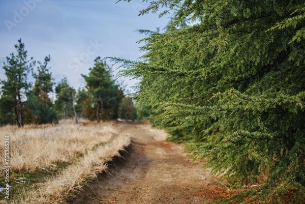 Fototapeta A road in a coniferous forest, a walk in nature on a day off, hiking in the mountains, an idea for advertising sports shoes or a mockup for a product
