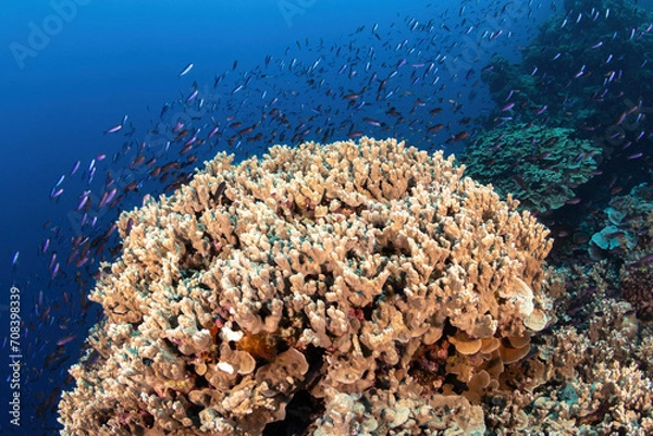 Fototapeta Large colony of brunching corals provides a place to hide for small reef fish