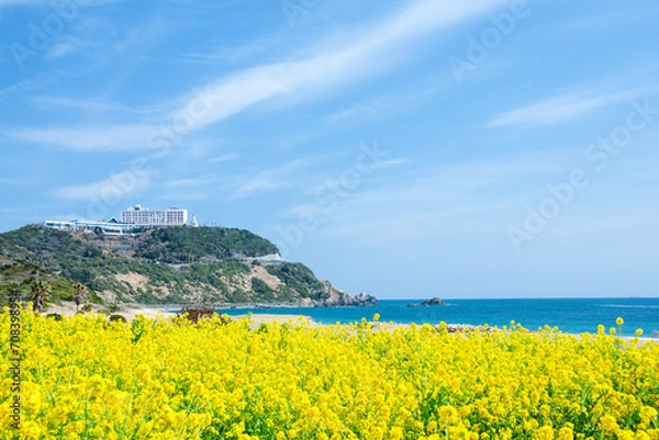 Obraz 菜の花咲く伊良湖岬（愛知県田原市　渥美半島）