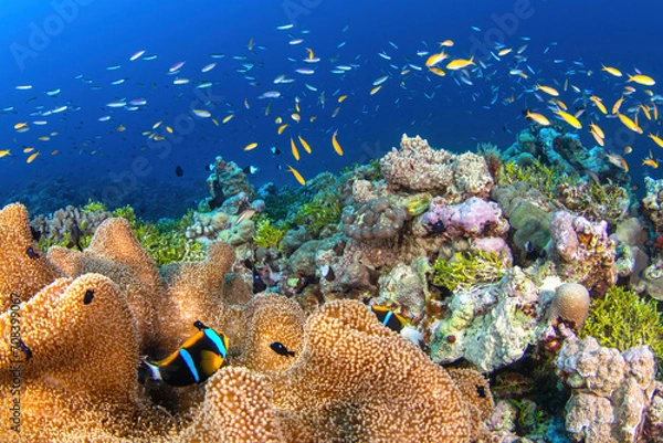 Fototapeta Reef scene with an anemonefish, sea anemone, corals and colourful tropical fish
