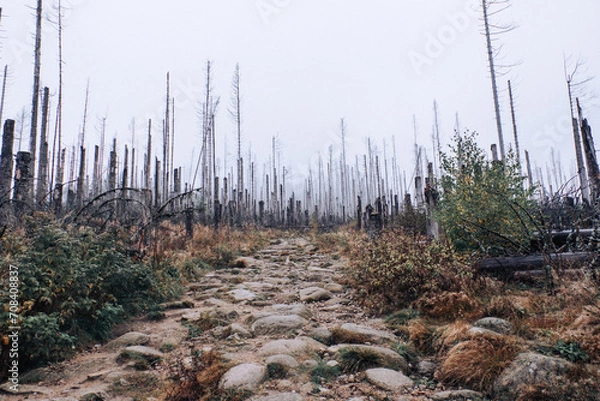 Fototapeta Hexenwald