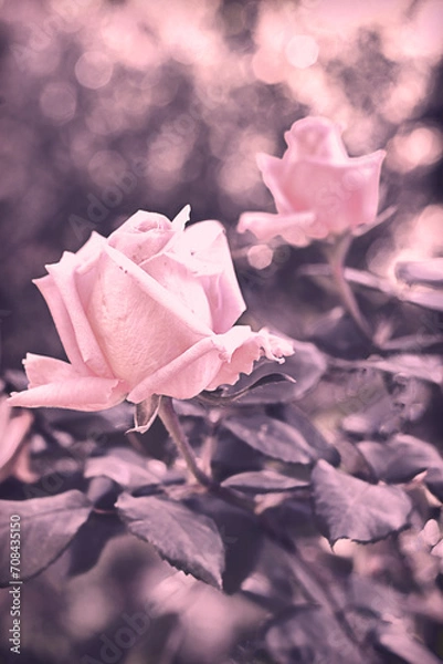 Fototapeta pink rose