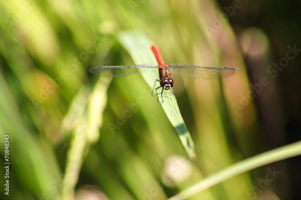 Fototapeta 赤とんぼ