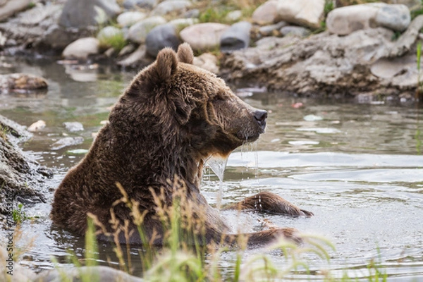 Fototapeta grizzly bear