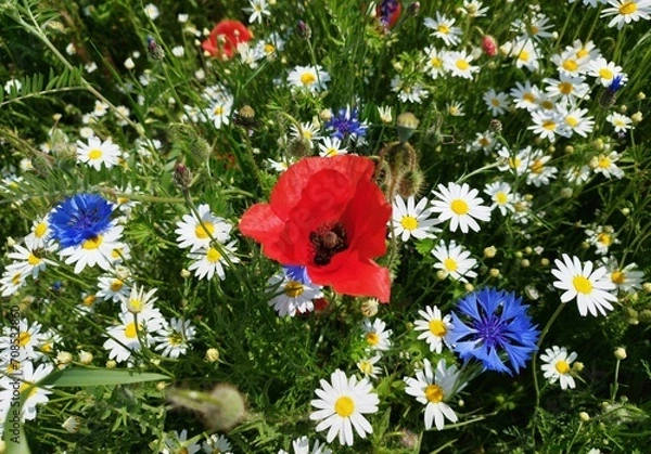 Obraz Piękne polne kwiaty, maki, margaretki, stokrotki.