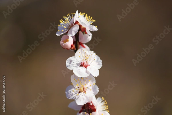 Obraz 淡いピンク色の梅の花（イチノタニ）