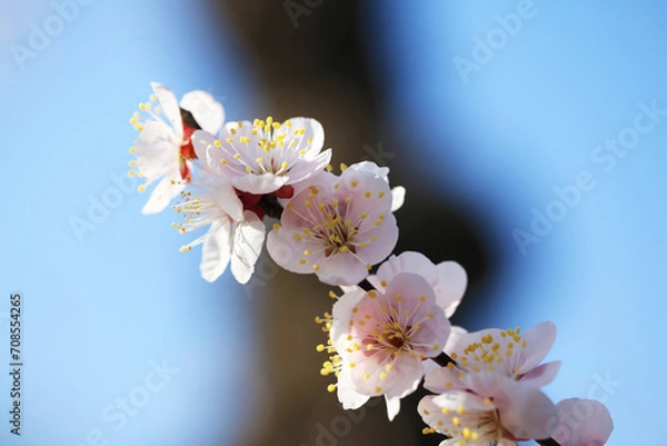 Obraz 青空に映える梅の花（イチノタニ）