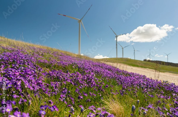 Fototapeta spring violet flowers in the hills on the background of wind generators