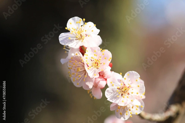 Obraz 背景が美しい梅の花（イチノタニ）
