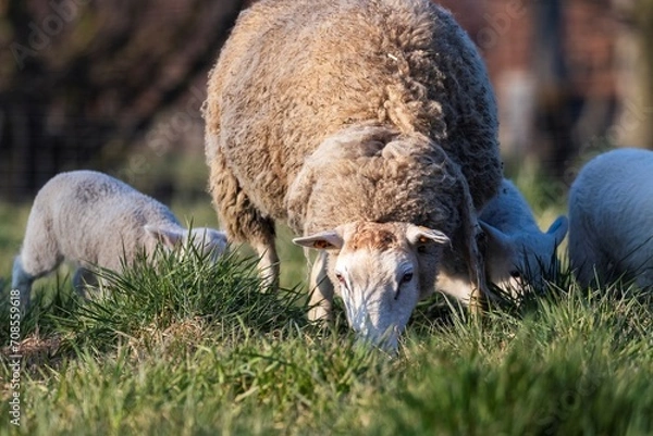Fototapeta An animal portrait of a wooly adult sheep or mutton standing in between cute little white lambs on a grass field or meadow during a sunny spring day. The mammal is grazing.