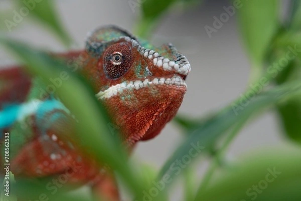 Fototapeta Furcifer pardalis, Panther chameleon, Chameleon pardálí, The panther chameleon (Furcifer pardalis) is a species of chameleon found in the eastern and northern parts of Madagascar in a tropical