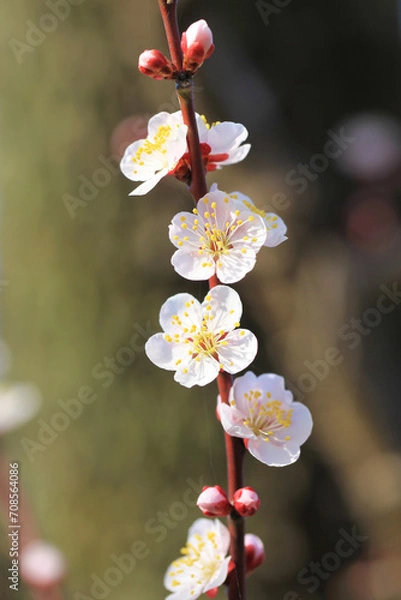 Obraz 淡いピンク色の梅の花（イチノタニ）