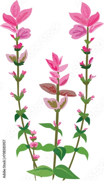 Obraz Hand drawn flora illustration on transparent background.