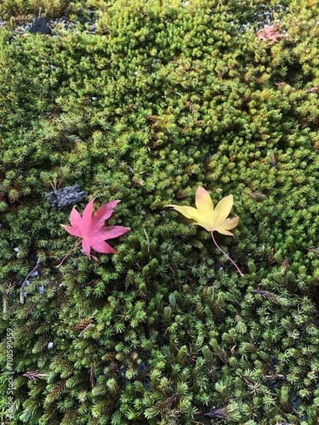 Obraz 苔の上の紅葉の葉