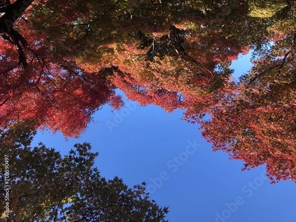 Obraz 紅葉のもみじと青空