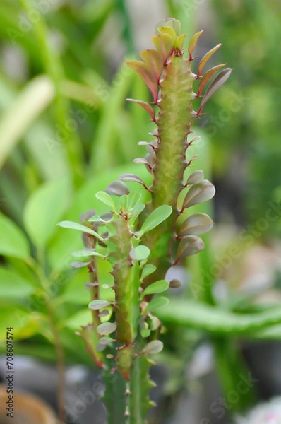 Fototapeta Euphorbia or Euphorbia mayurnathanii ,Euphorbia lactea or Euphorbia lacei Craib