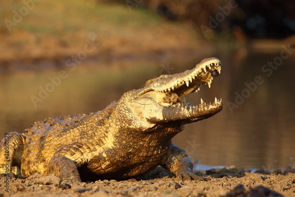 Obraz Nile Crocodile