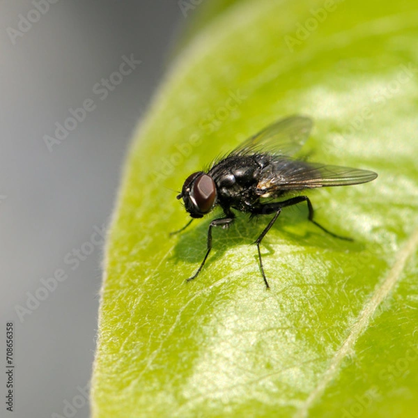 Fototapeta Large fly on a green leaf