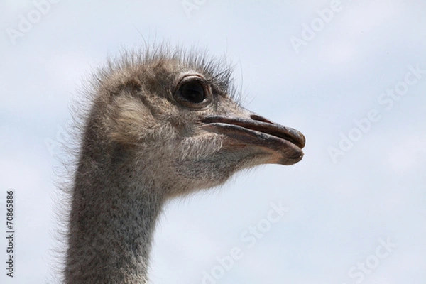 Fototapeta avestruz