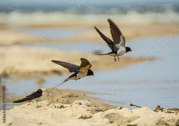 Fototapeta Jaskółka dymówka