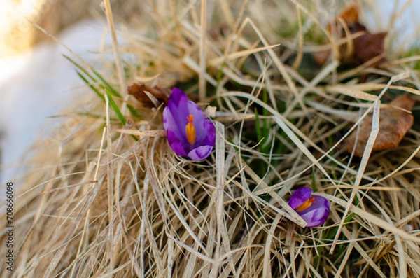 Obraz easter eggs in grass