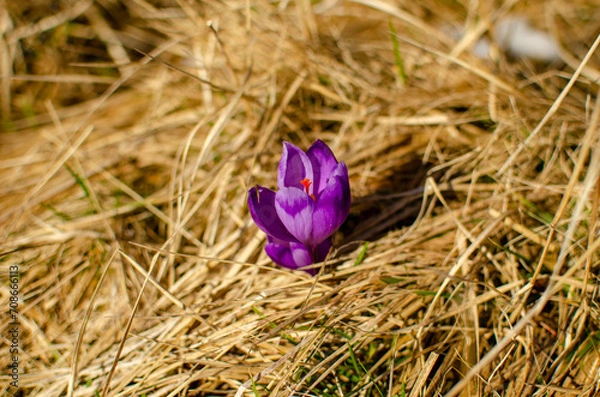 Obraz purple crocus flowers