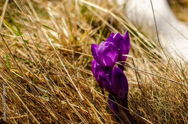 Obraz purple crocus flowers