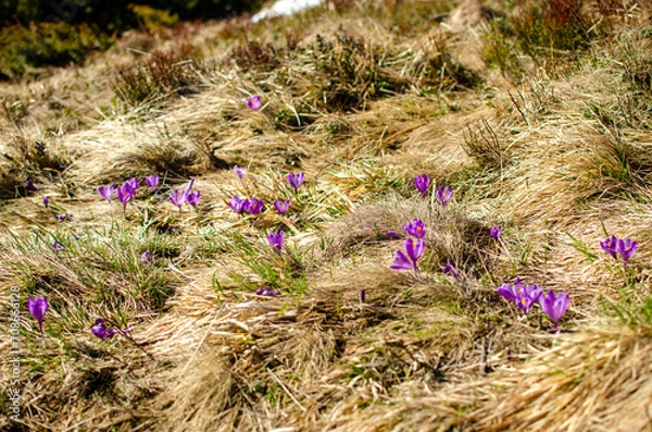Obraz flowers in the meadow
