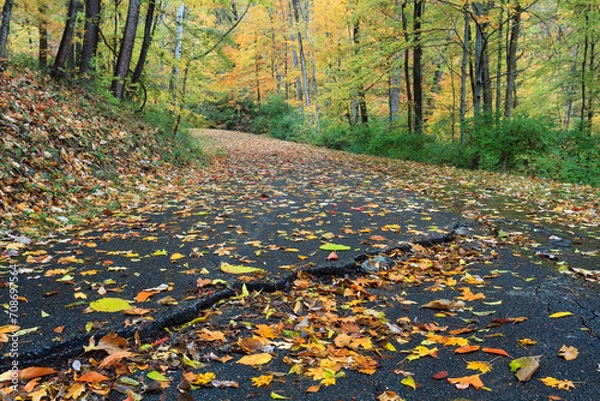 Obraz Fall Leaves On A Country Road